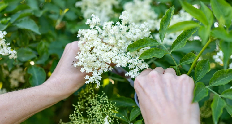 Hollerbusch & Co – Der Holunder in voller Blüte